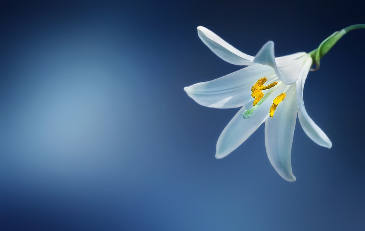 Heldere bloemen schilderijen op een zomerse muur.