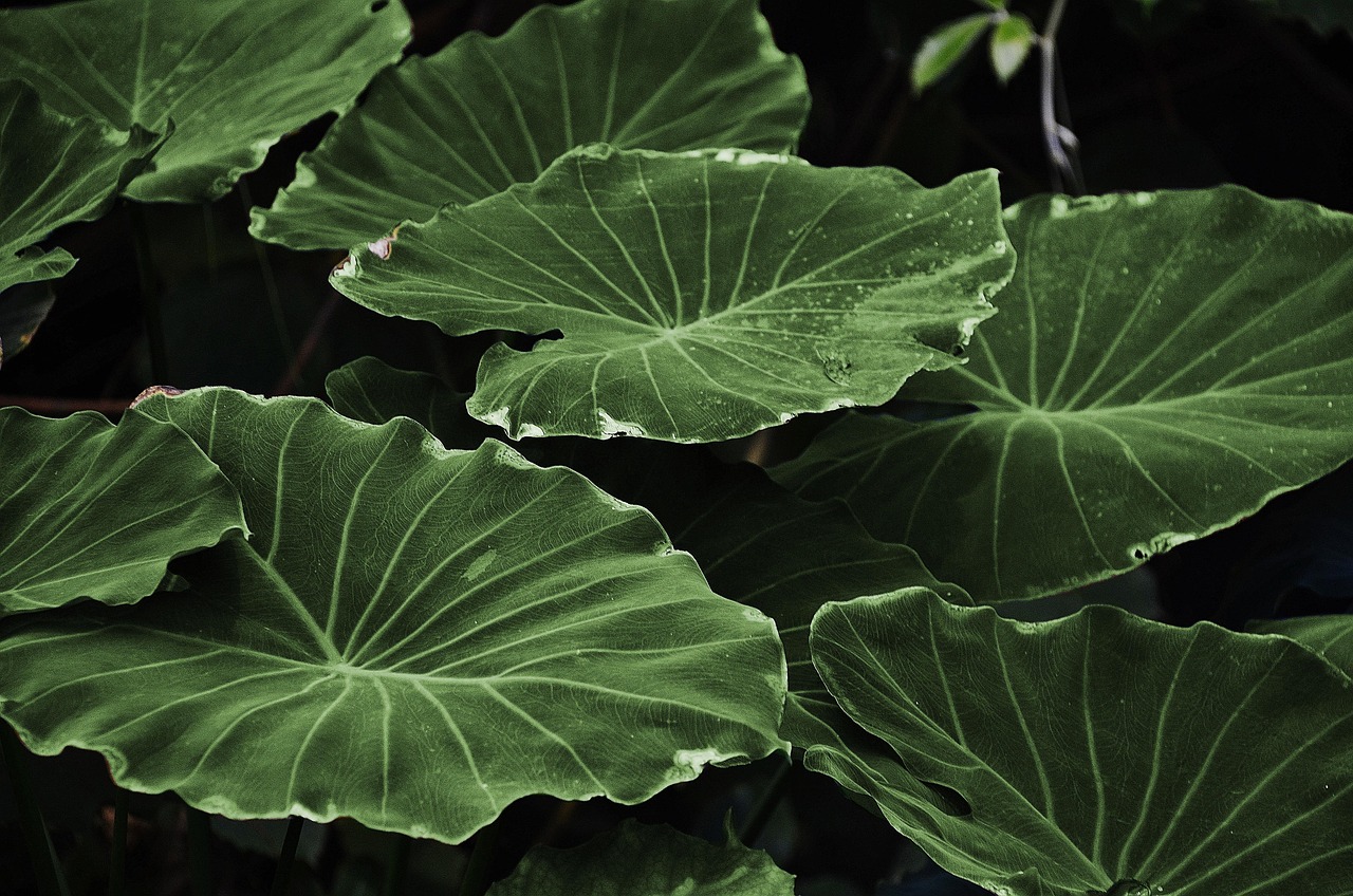 Strak ontworpen zen tuin met stenen pad. Strak ontworpen zen tuin met stenen pad.