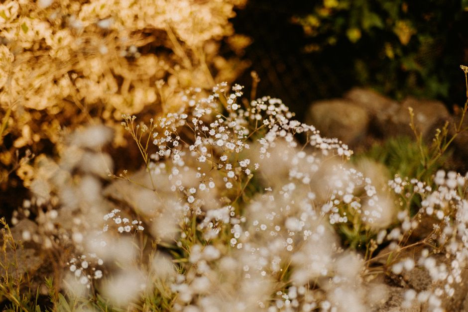 Voorbeeld van kleurrijke zomerbloemen in volle bloei. Voorbeeld van kleurrijke zomerbloemen in volle bloei.