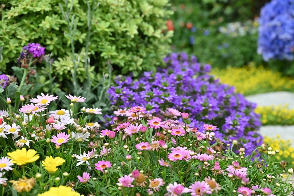 Zonnige zomerse plantlocatie met diverse bloemen. Zonnige zomerse plantlocatie met diverse bloemen.