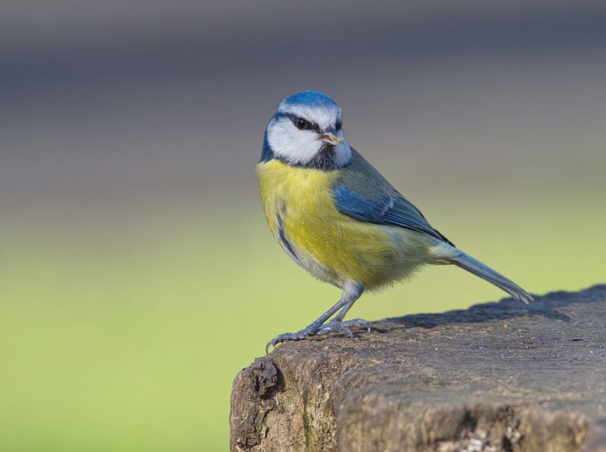 Olieverfschilderij van kleurrijke vogels op takken. Olieverfschilderij van kleurrijke vogels op takken.