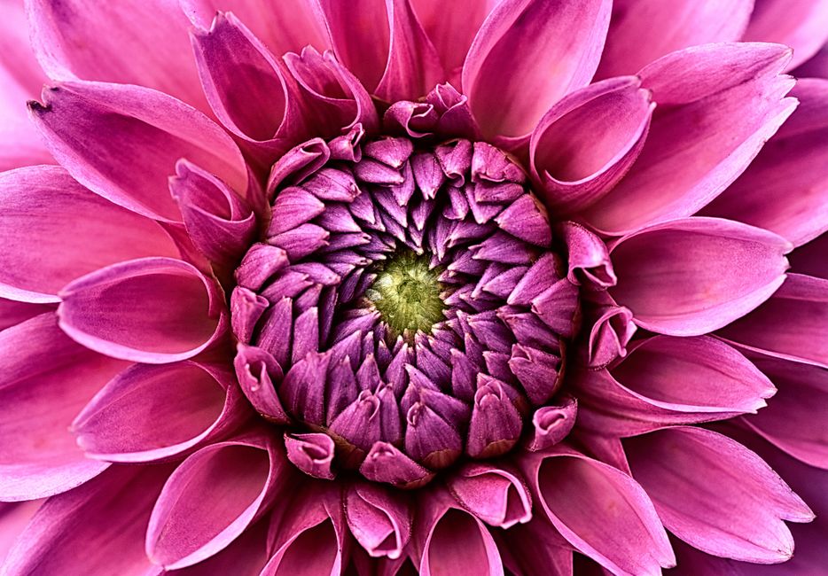 Zomertuin vol roze en witte rozen.