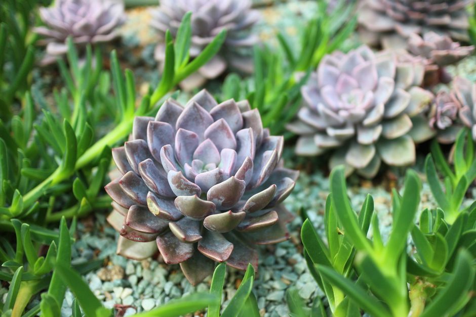 Rotstuin met kleurrijke succulenten en lavendel.
