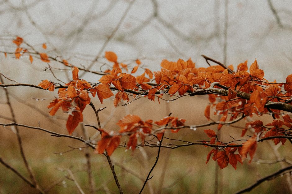 Scandinavisch design met neutrale herfsttinten. Scandinavisch design met neutrale herfsttinten.