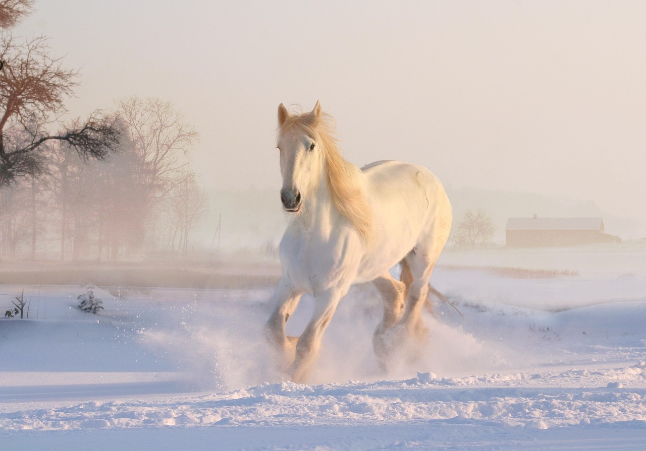 Paard in galop afgebeeld op een herfstlandschap. Paard in galop afgebeeld op een herfstlandschap.