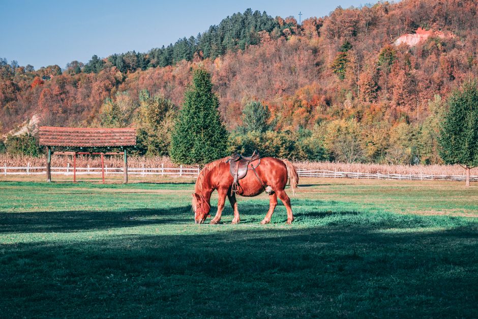 Paardenschilderij in herfstkleuren met bruine bladeren. Paardenschilderij in herfstkleuren met bruine bladeren.