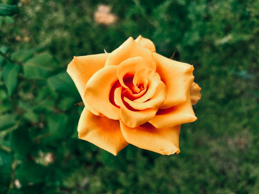 Oranje bladeren tegen een herfstmuur. Oranje bladeren tegen een herfstmuur.